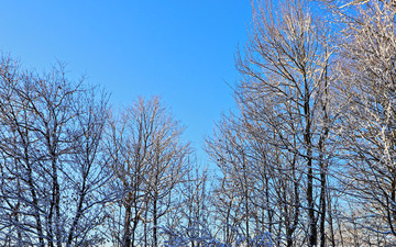 冬天树挂 冬季雪景化 雪景素材