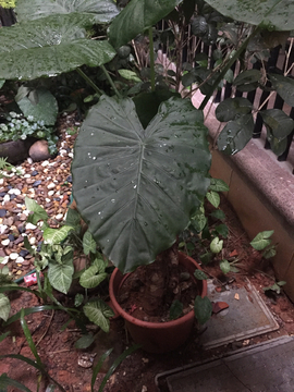 芋