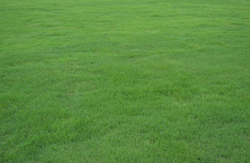 草坪 绿草坪 草地