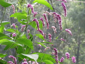 狗尾巴花