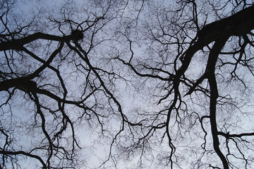 枯树枝剪影 天空背景
