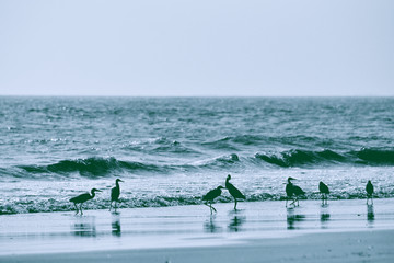 海鸟天堂