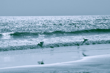 海鸟天堂