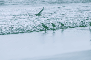 海鸟天堂