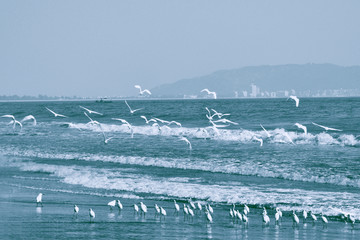 海鸟天堂