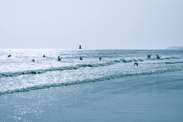 海鸟天堂