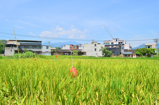 田园风光