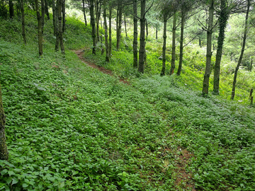 林间小路