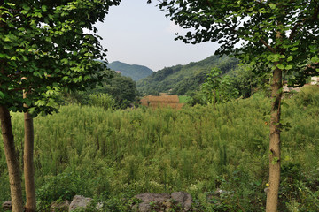 银杏 银杏树 乡村