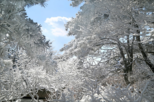 青岛崂山雾凇