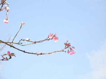 樱花
