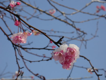 春雪樱花