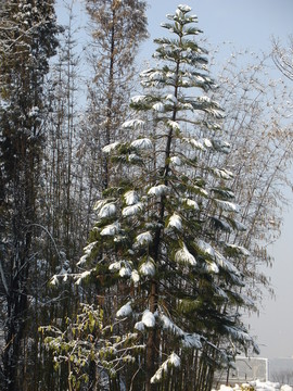 雪松