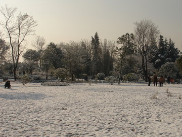 初雪