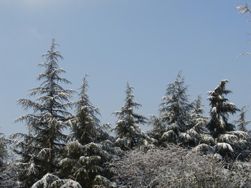 雪松