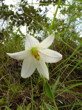 野生百合花