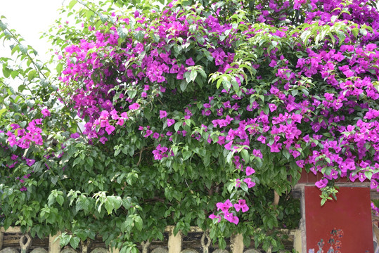 花卉
