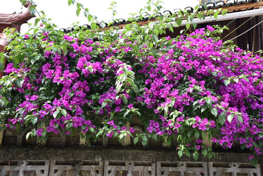 花卉