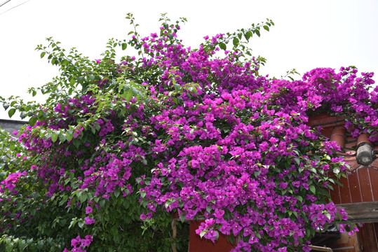 花卉