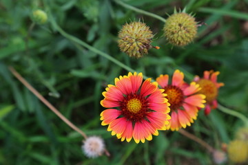 天人菊菊花心