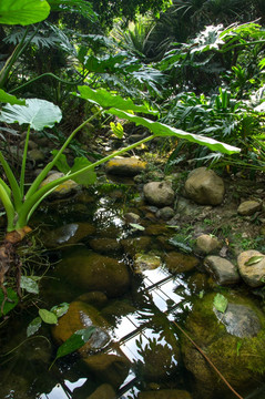 热带雨林湿地山涧小溪