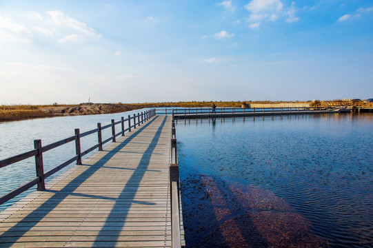 东营黄河口湿地