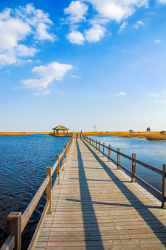 东营黄河口湿地