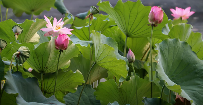 荷花池