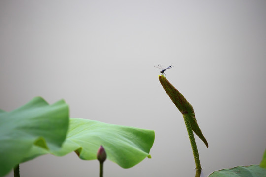 荷花素材