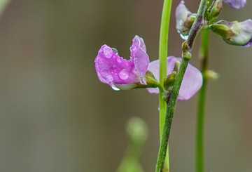 豆角开花 露水珠 高清特写