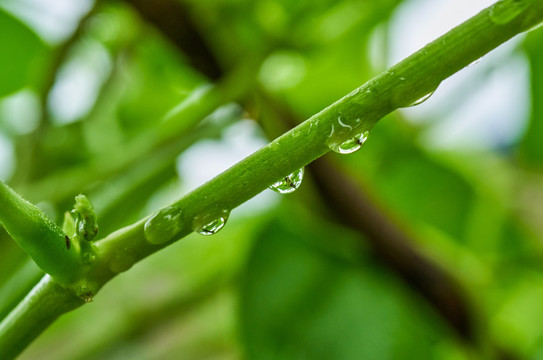 植物水珠 微距高清