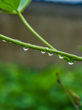 绿叶 植物水珠