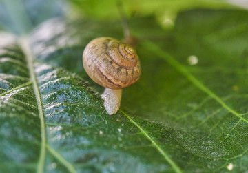 高清蜗牛