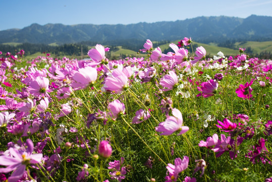 格桑花