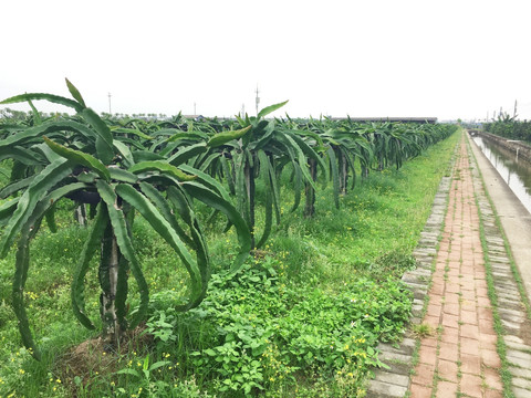 火龙果 火笼果 生态农场