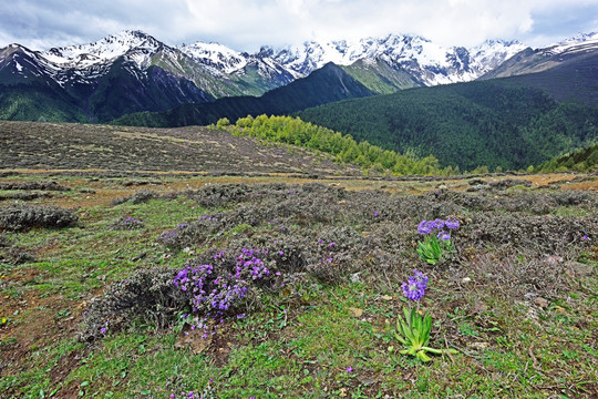 高山