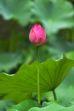 高清荷花