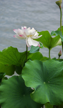 莫愁湖荷花