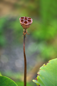 荷花莲蓬