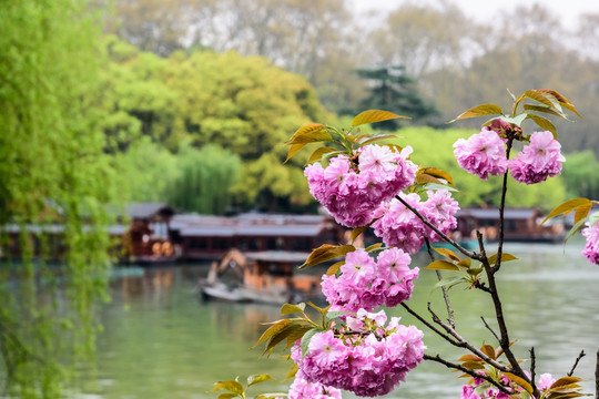 西湖晨景