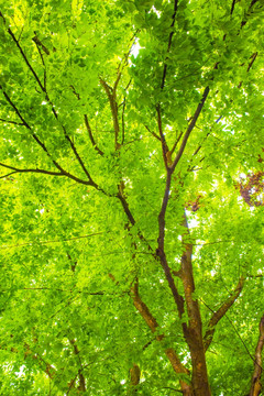 绿色树木背景