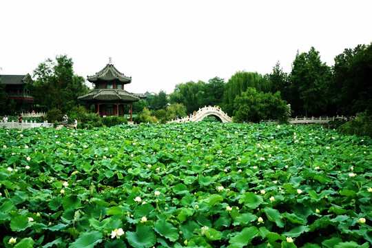 莲花池 保定