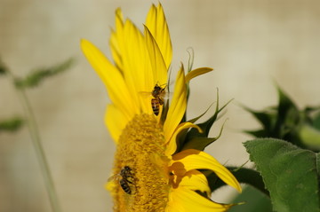 葵花 向日葵 向阳花 葵花籽