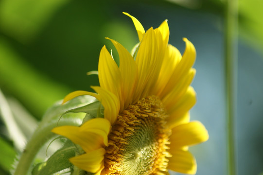 葵花 向日葵 向阳花 葵花籽