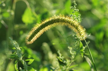 草 狗尾草 毛毛狗