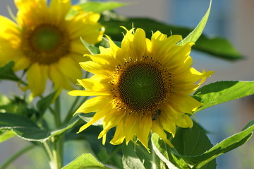 葵花 向日葵 向阳花 葵花籽