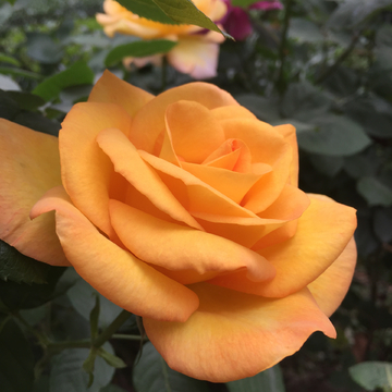 月季花