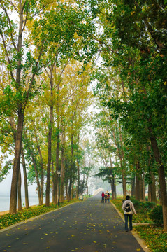 树林道路