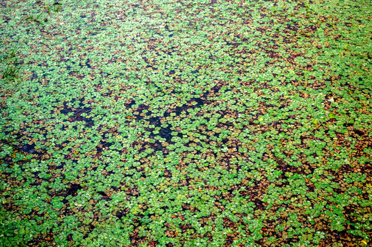 池塘水面绿叶水草背景