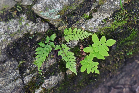 蕨类植物